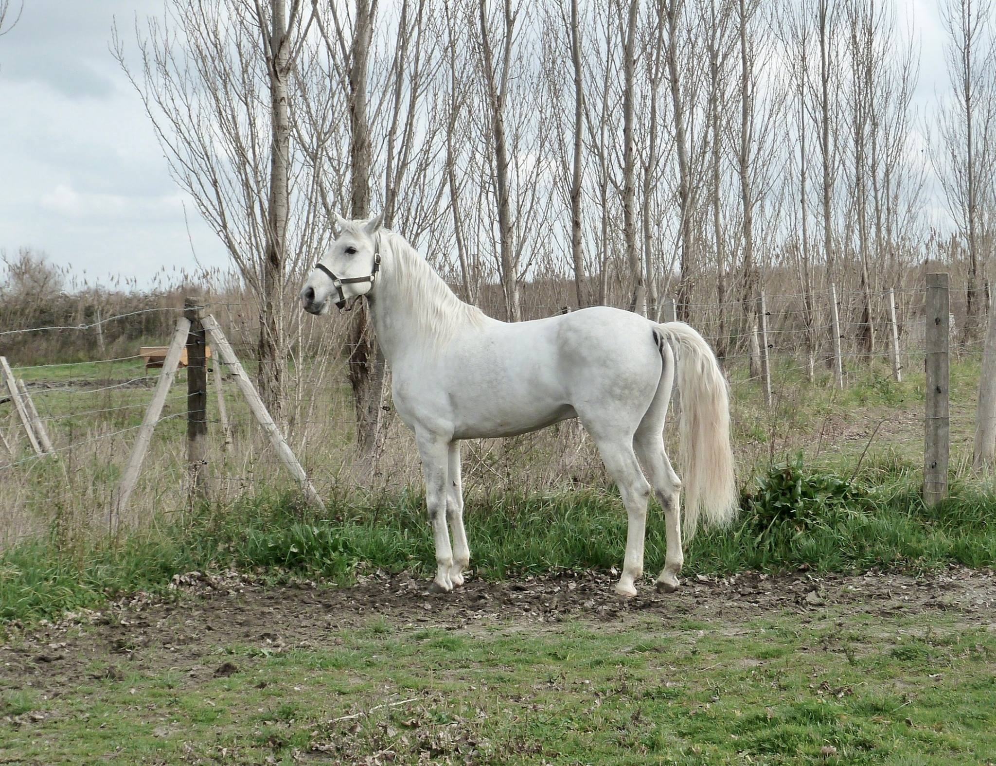 Almansor Menezes