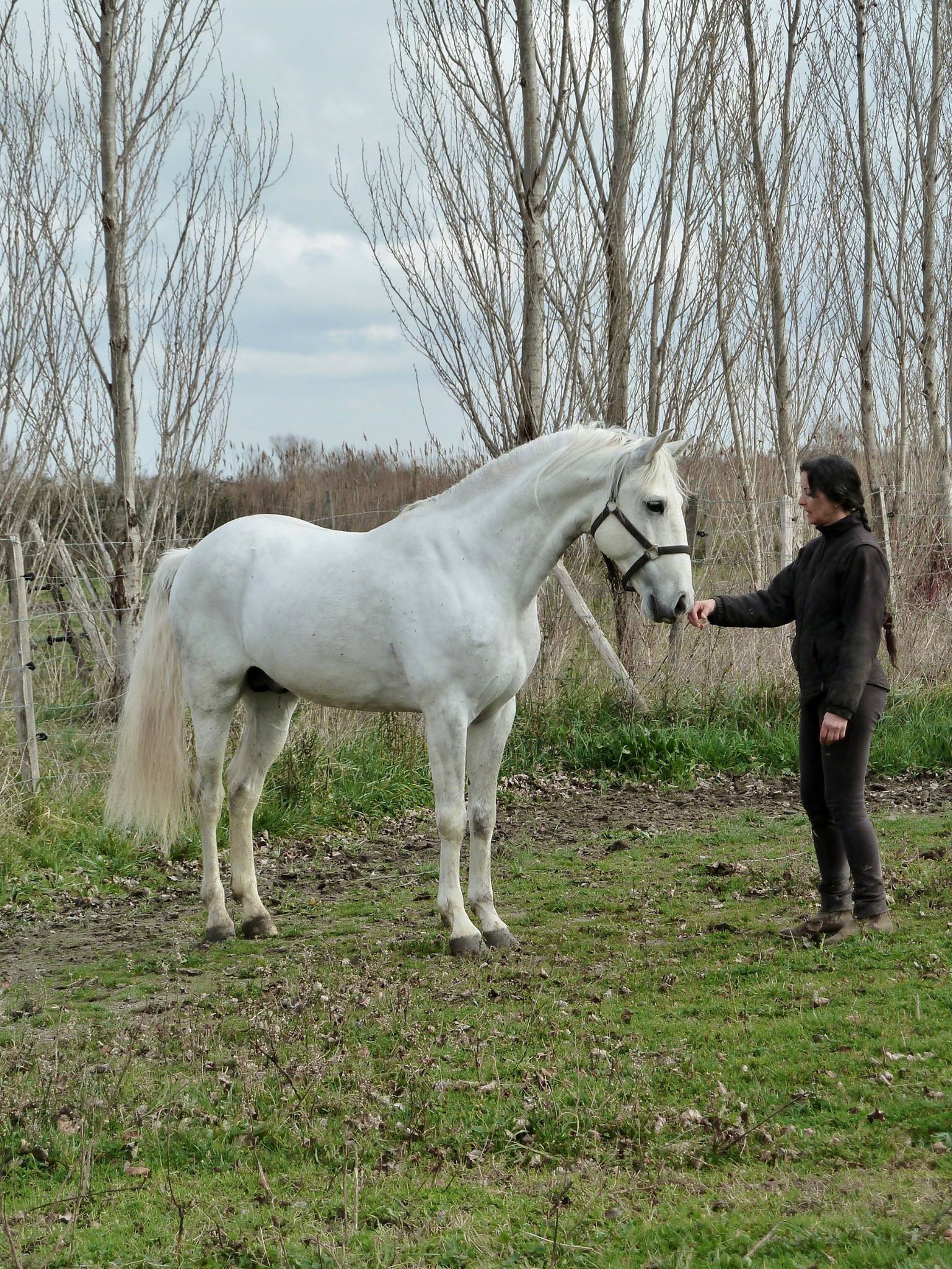 Almansor Menezes